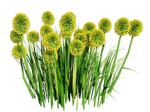 Australian Craspedia Globosa Golf Beauty Flowers 3D Model