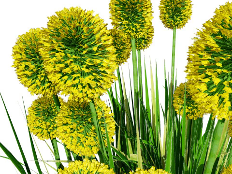 Australian Craspedia Globosa Golf Beauty Flowers 3D Model