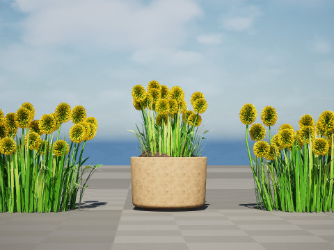 Australian Craspedia Globosa Golf Beauty Flowers Modèle 3D