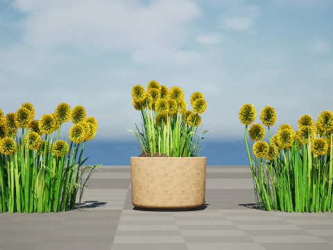 Australian Craspedia Globosa Golf Beauty Flowers 3D Model