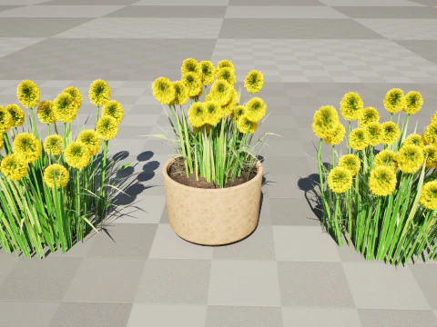Australian Craspedia Globosa Golf Beauty Flowers 3D Model