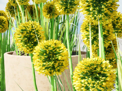 Australian Craspedia Globosa Golf Beauty Flowers 3D Model