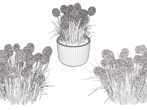 Australian Craspedia Globosa Golf Beauty Flowers Modèle 3D
