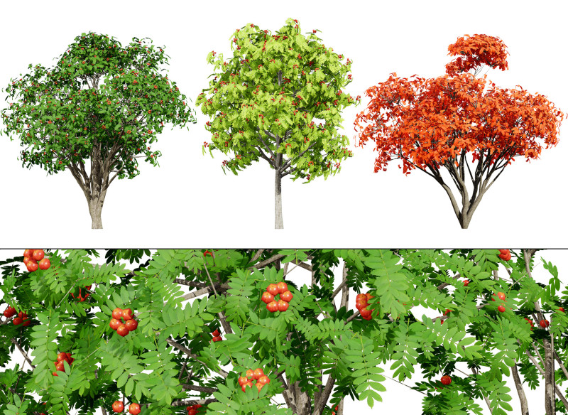 Flemish European Mountain Ash Fruit Tree 3D 模型 .c4d .max .obj .3ds .fbx .stl .blend