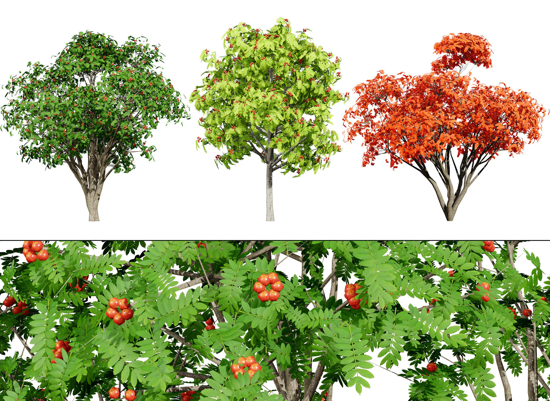 Flemish European Mountain Ash Fruit Tree 3D Model .c4d .max .obj .3ds .fbx .stl .blend
