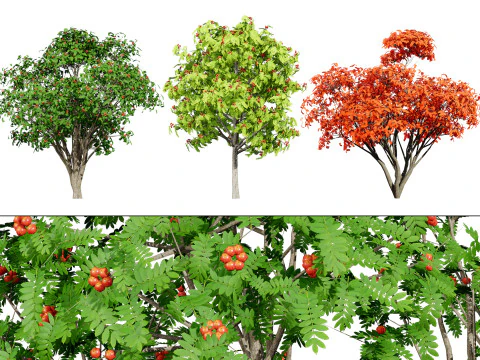 フランドルヨーロッパのマウンテントネリコの果樹 3Dモデル