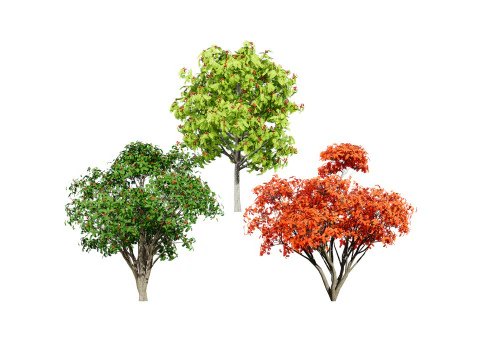 Flemish European Mountain Ash Fruit Tree 3D Model