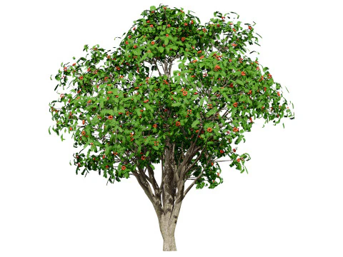 Flemish European Mountain Ash Fruit Tree 3D Model