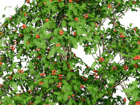 Flemish European Mountain Ash Fruit Tree 3D Model