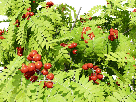 Flemish European Mountain Ash Fruit Tree 3D 模型