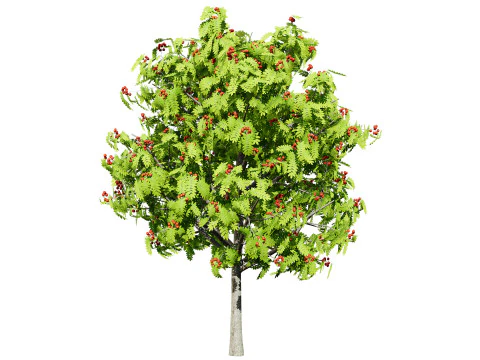 Flemish European Mountain Ash Fruit Tree 3D Model