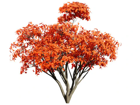 Flemish European Mountain Ash Fruit Tree 3D Model