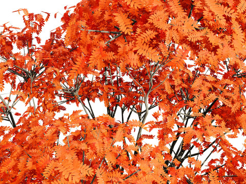 Flemish European Mountain Ash Fruit Tree 3D 模型