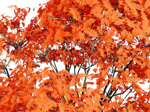 Flemish European Mountain Ash Fruit Tree 3D Model
