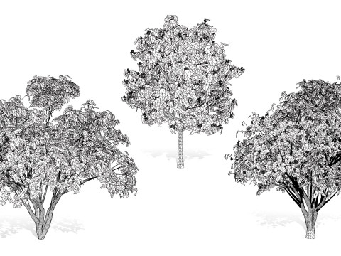 Flemish European Mountain Ash Fruit Tree 3D 模型