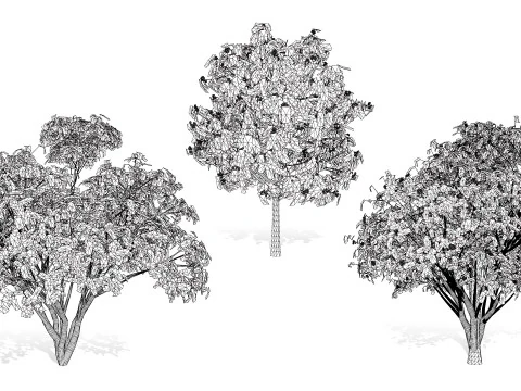 Flemish European Mountain Ash Fruit Tree 3D Model