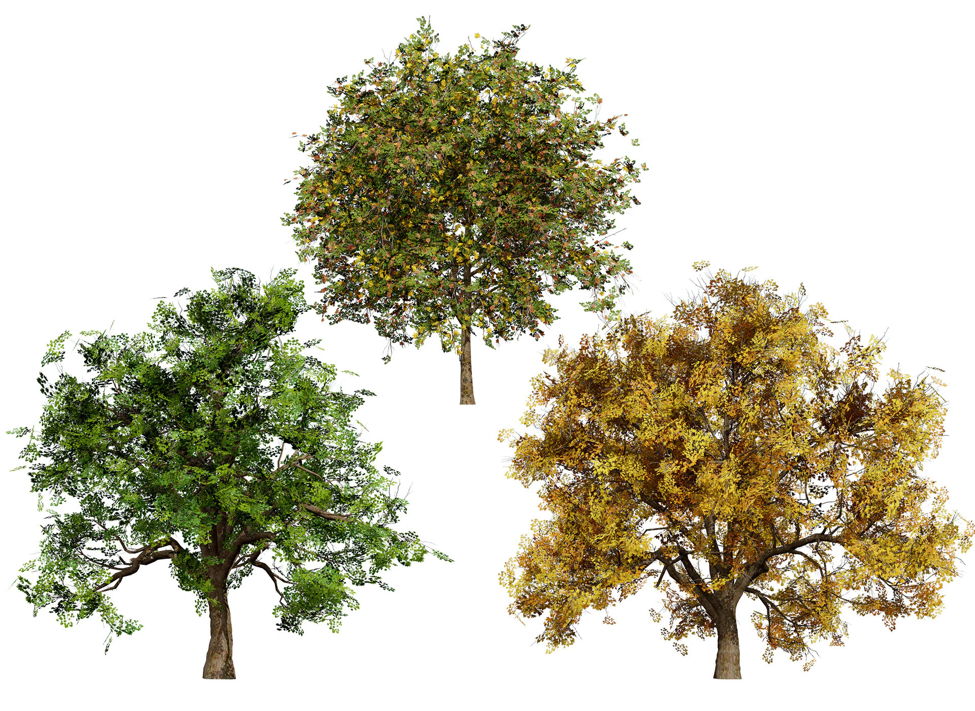 Flander Sycamore Pack 3D Model .c4d .max .obj .3ds .fbx .stl .blend 