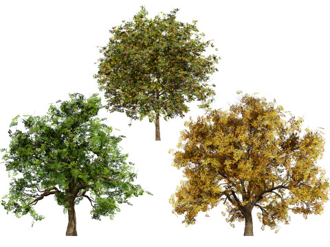 Flander Sycamore Pack 3D मॉडल