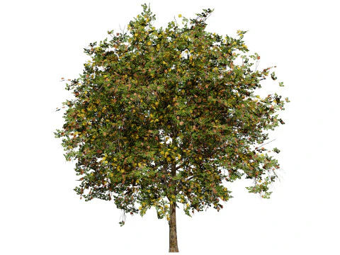 Flander Sycamore Pack 3D Model