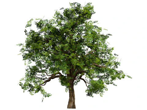 Flander Sycamore Pack 3D Model