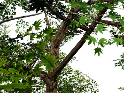 Flander Sycamore Pack 3D Model