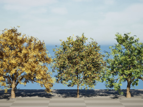 Flander Sycamore Pack 3D मॉडल