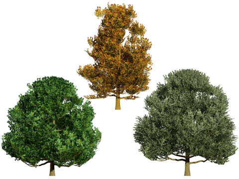 Flemish Linden Tree 3D मॉडल