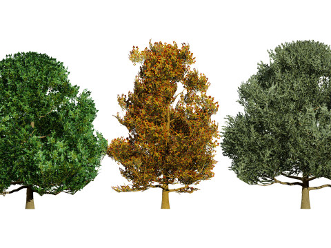 Flemish Linden Tree 3D Model