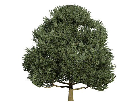 Flemish Linden Tree 3D Model