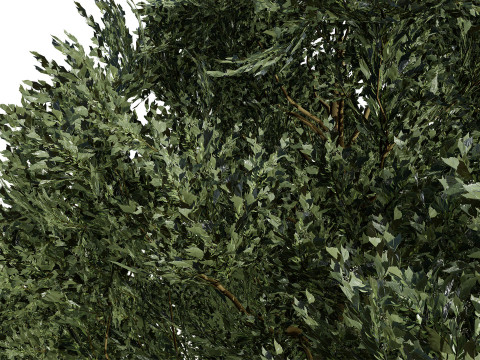 Flemish Linden Tree 3D Model