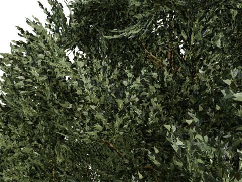 Flemish Linden Tree 3D Model