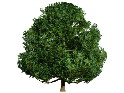 Flemish Linden Tree 3D Model