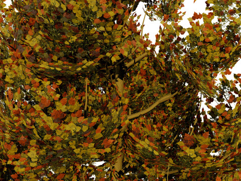 Flemish Linden Tree 3D Model