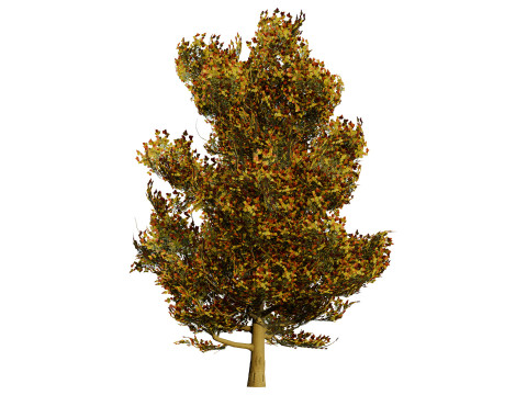 Flemish Linden Tree 3D Model