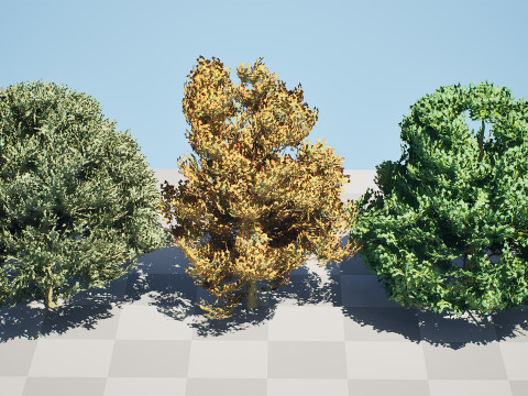 Flemish Linden Tree 3D Model