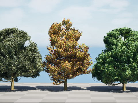 Flemish Linden Tree 3D Model