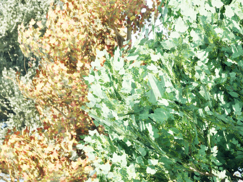 Flemish Linden Tree 3D Model