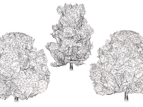 Flemish Linden Tree 3D Model