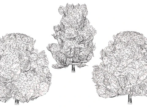 Flemish Linden Tree 3D Model
