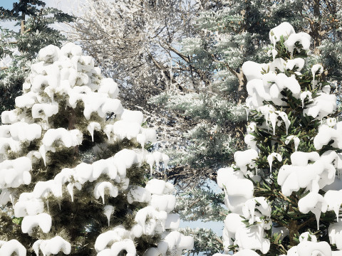 Snow-covered Trees Collection Model 3D