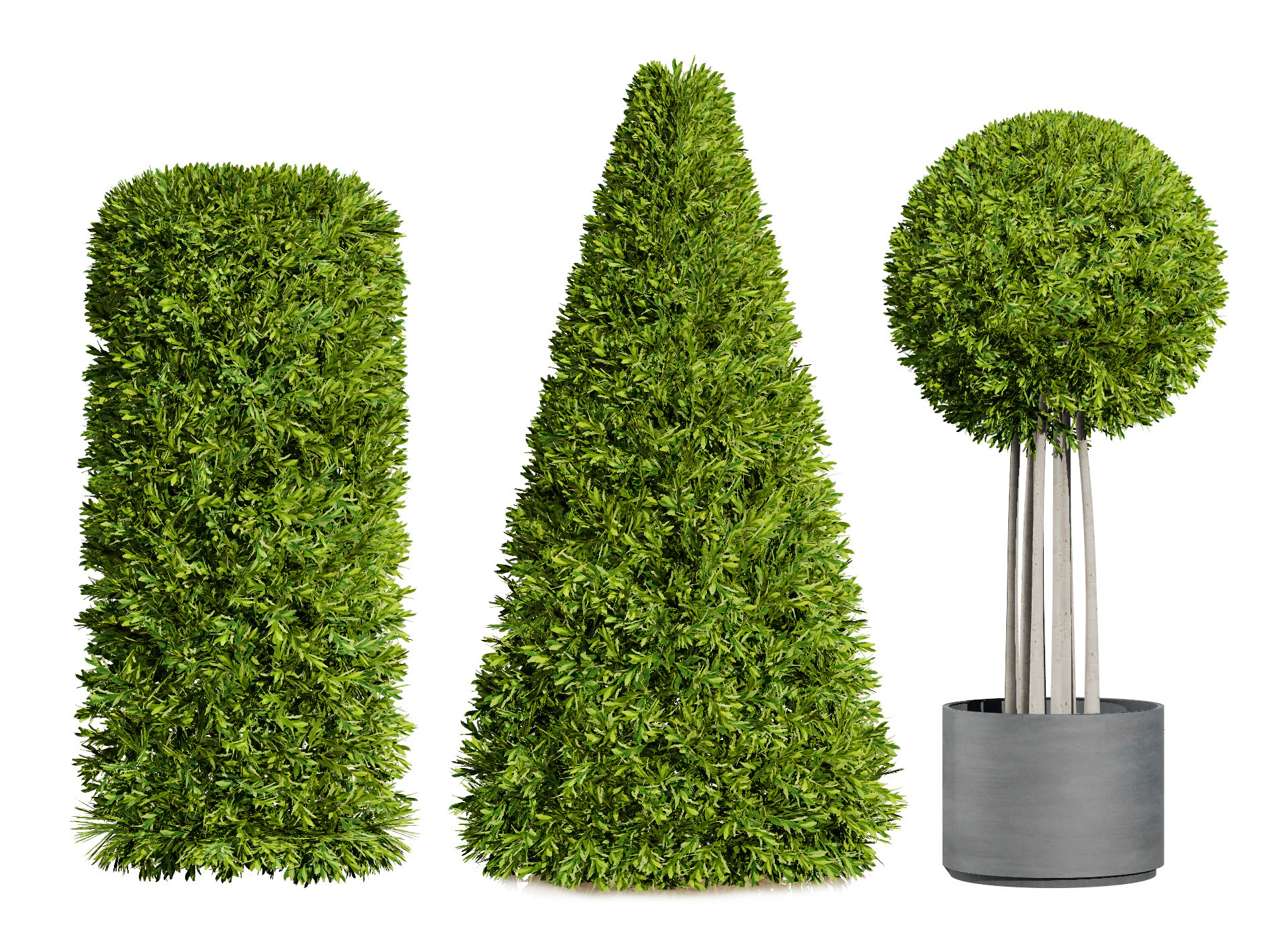 Alberi di alloro delle Fiandre Modello 3D .c4d .max .obj .3ds .fbx .stl .blend 