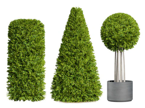 Flanders Bay Trees 3D Model