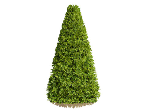 Flanders Bay Trees 3D Model