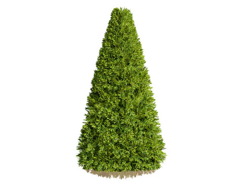 Alberi di alloro delle Fiandre Modello 3D