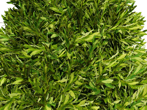 Alberi di alloro delle Fiandre Modello 3D