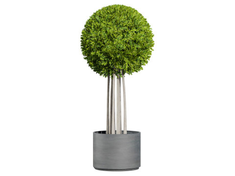 Flanders Bay Trees 3D Model