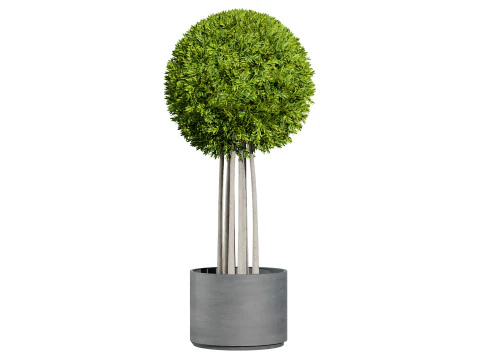 Alberi di alloro delle Fiandre Modello 3D