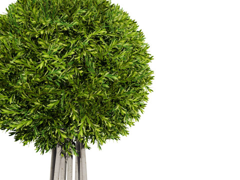 Flanders Bay Trees 3D Model