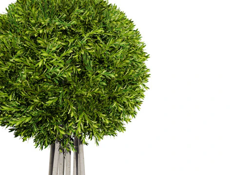 Alberi di alloro delle Fiandre Modello 3D