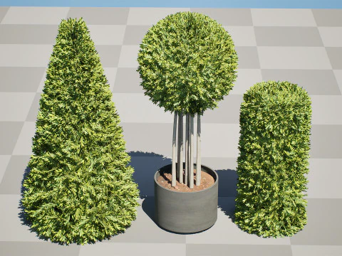 Alberi di alloro delle Fiandre Modello 3D